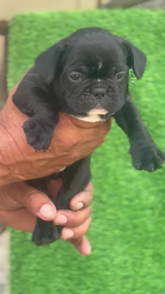 French Mastiff Puppy at a farm in Ludhiana, Punjab