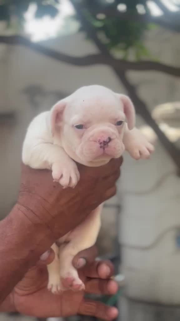 French Bulldog Puppy | White at a farm in Ludhiana, Punjab
