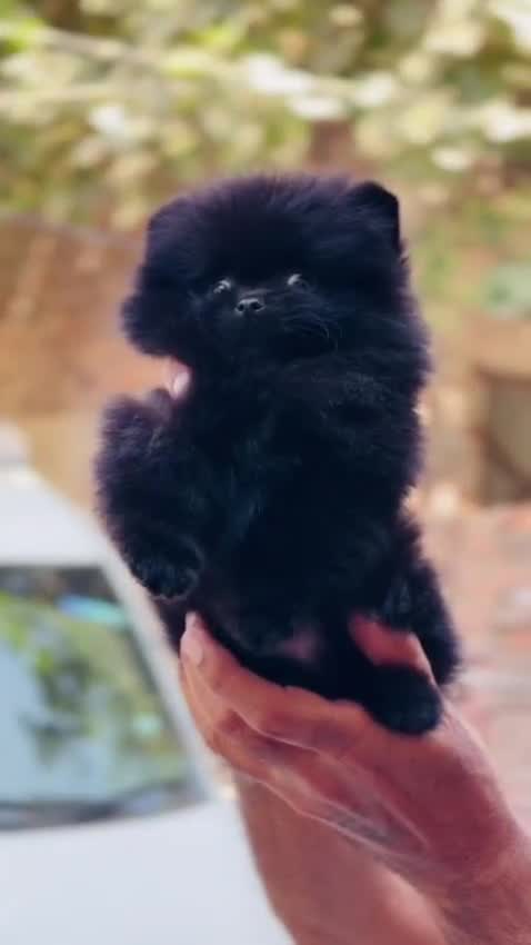Toy Poodle Puppy at a farm in Gorakhpur, Uttar Pradesh
