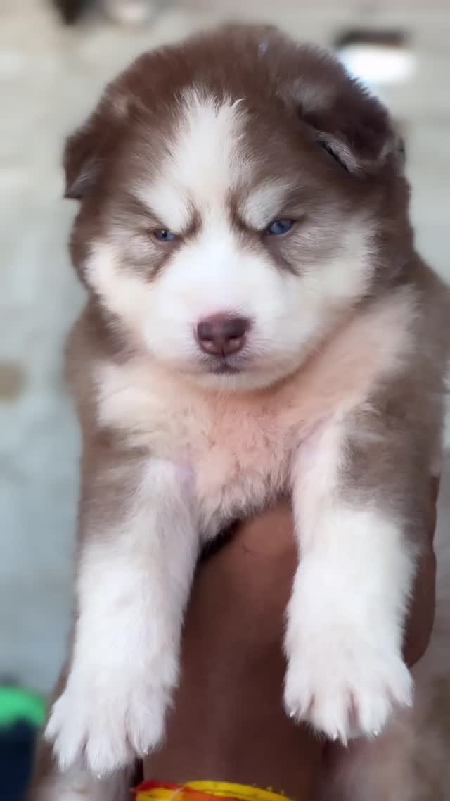 Siberian Husky Puppy | Copper & White Color at a farm in Ludhiana, Punjab