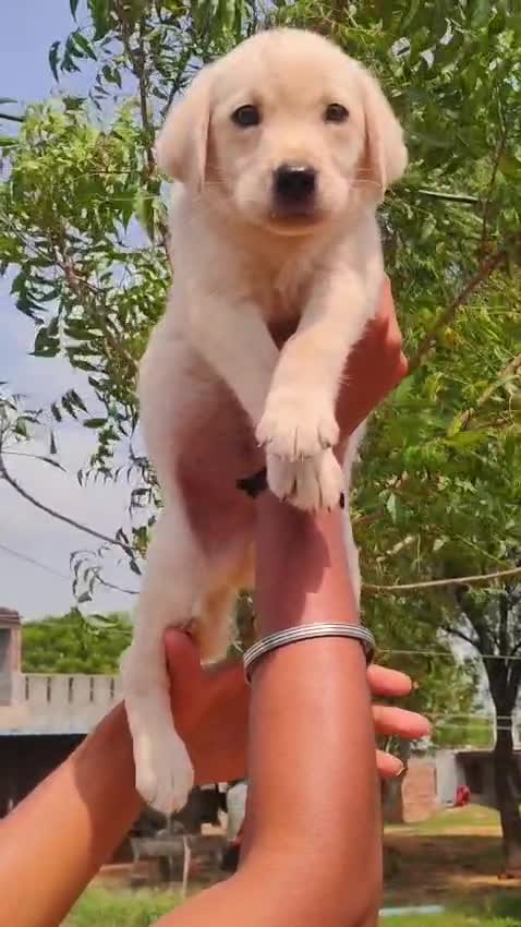 Dachshund Puppy at a farm in Jaipur, Rajasthan