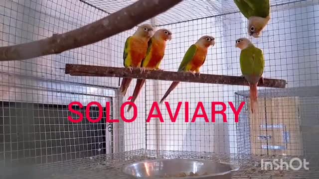 Pineapple Headed Conure at a farm in Bodri, Chhattisgarh