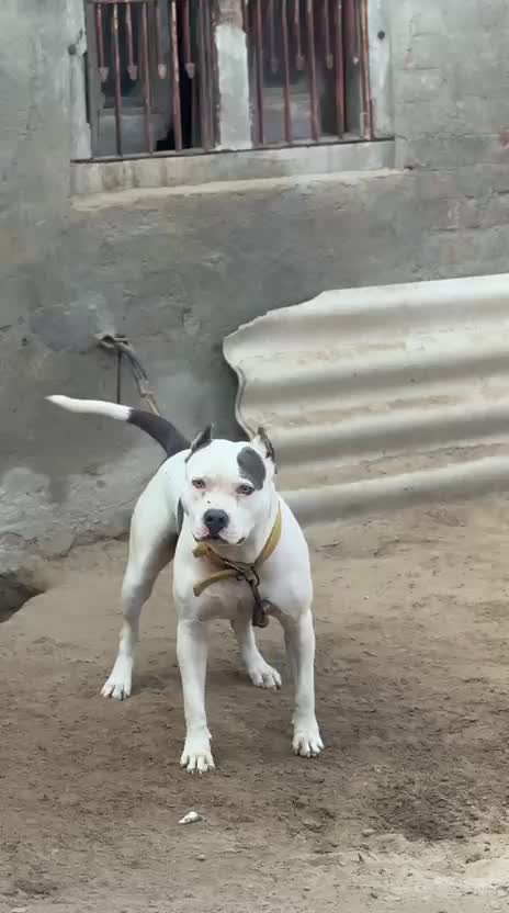 Pitbull Terrier Puppy at a farm in Barnala, Punjab