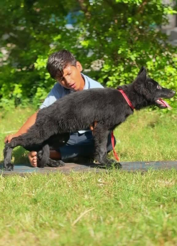 German Shepherd Puppy | Z Black at a farm in Maharashtra