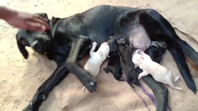 Beagle Black & Tan Puppy at a farm in Delhi