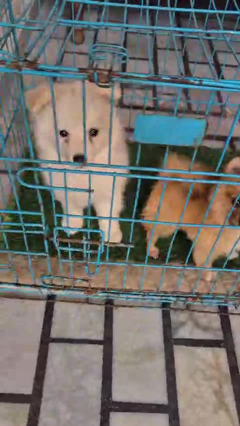 Pomeranian Puppy | Black Color at a farm in Moga, Punjab