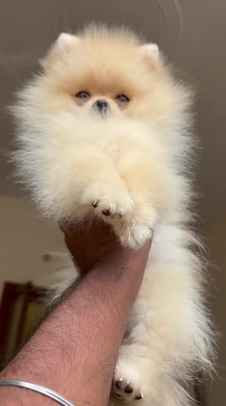 Toy Poodle Puppy at a farm in Gorakhpur, Uttar Pradesh