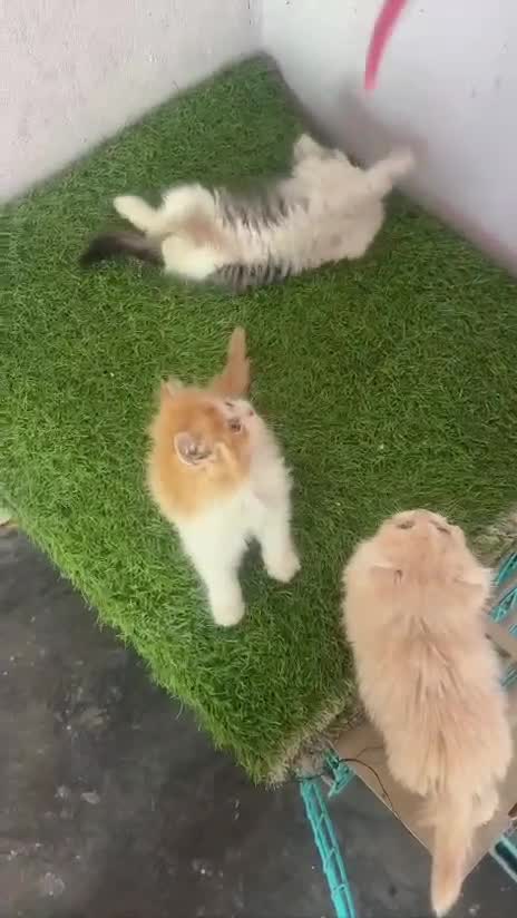 Persian at a farm in Punjab