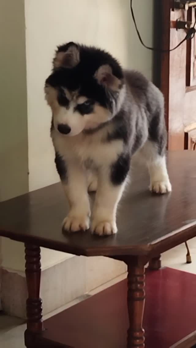 Siberian Husky Puppy | Black & White Color at a farm in Madurai, Tamil Nadu