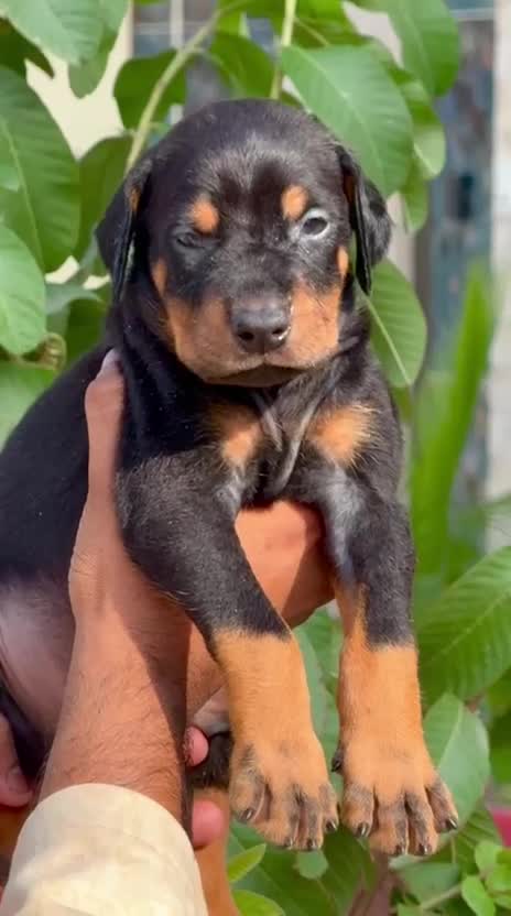 European Doberman Puppy at a farm in Patiala, Punjab