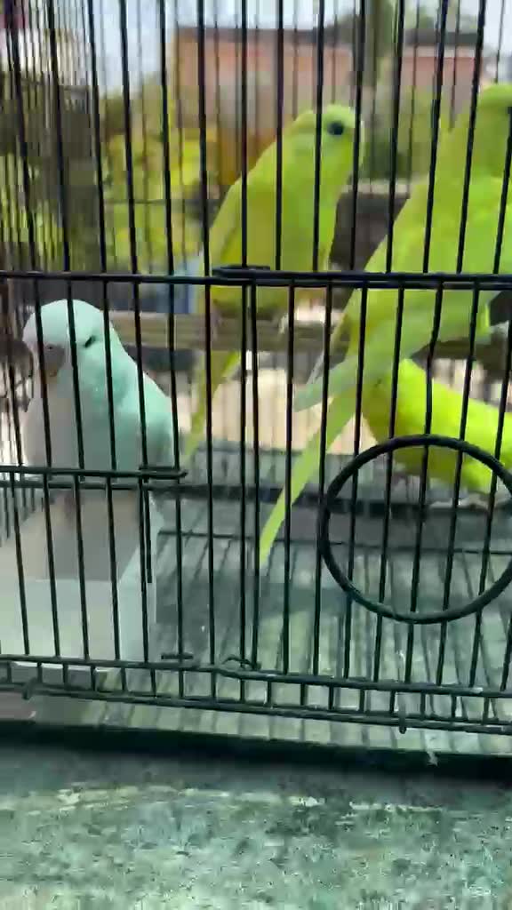 Holland Budgies at a farm in Telangana