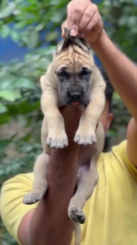 Dachshund Puppy at a farm in Kozhikode, Kerala