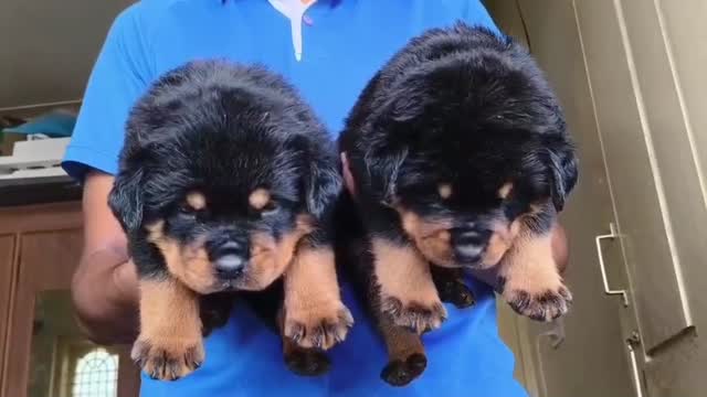 Rottweiler Puppy at a farm in Kozhikode, Kerala