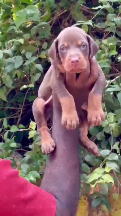 European Doberman Puppy at a farm in Kozhikode, Kerala