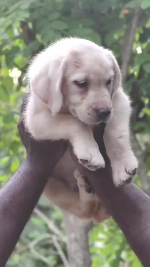 Beagle Black & Tan Puppy at a farm in Kozhikode, Kerala