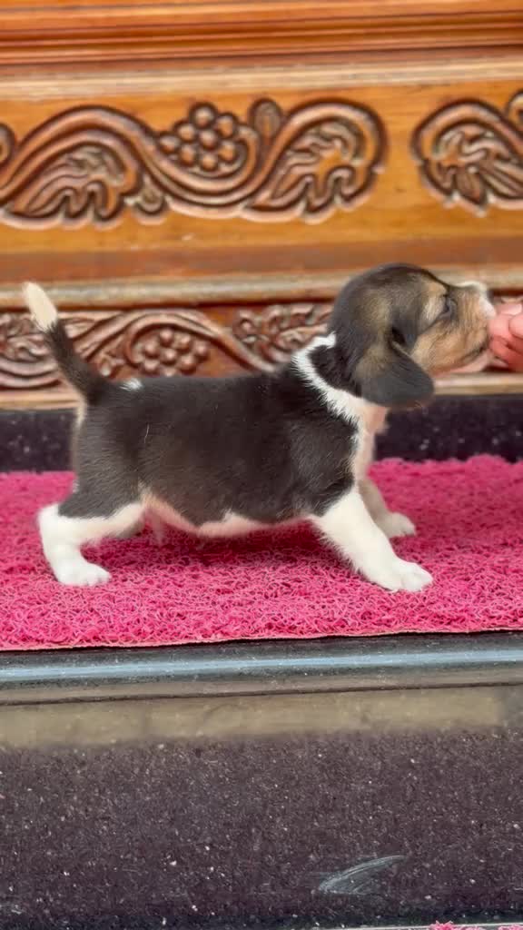 Beagle Black & Tan Puppy at a farm in Kozhikode, Kerala