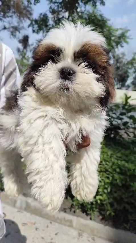 Shih Tzu | Black Color at a farm in Bengaluru, Karnataka