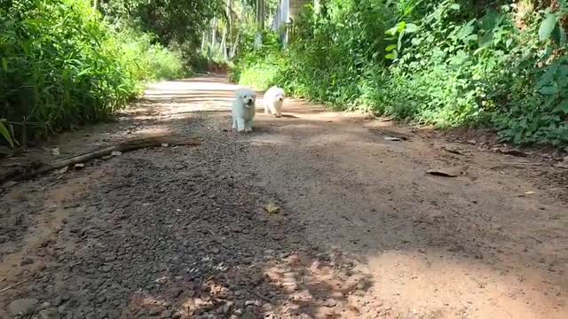 Lhasa Apso Puppies at a farm in Madurai, Tamil Nadu