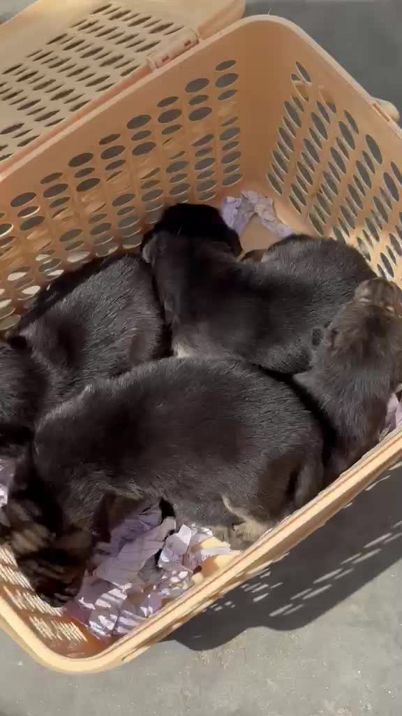 Dachshund Puppy at a farm in Hathras, Uttar Pradesh