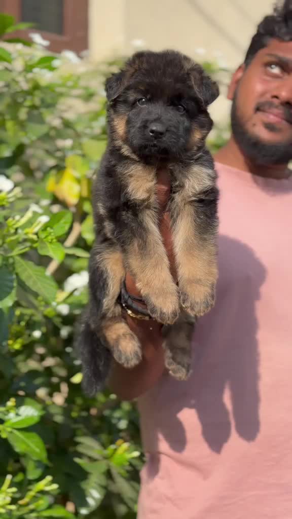 German Shepherd Puppy | Z Black at a farm in Hyderabad, Telangana