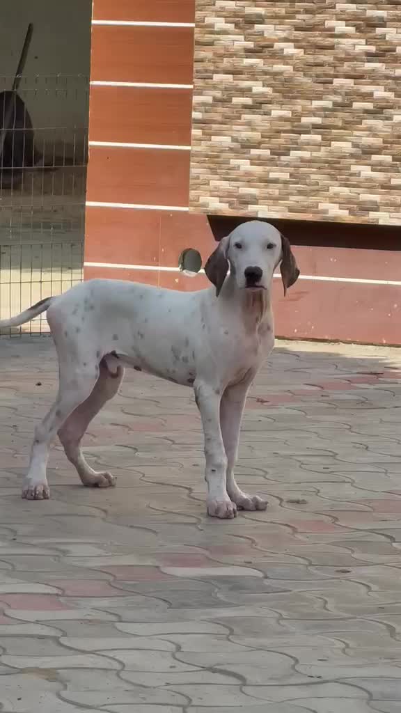 American Bully Standard Size Puppy at a farm in Khanna, Punjab
