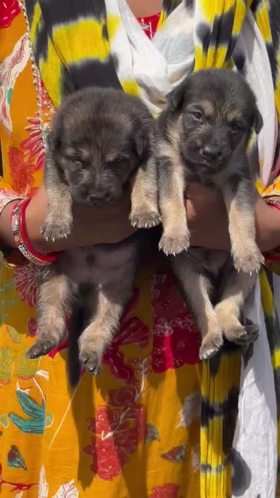 German Shepherd Puppy | Z Black at a farm in Hathras, Uttar Pradesh