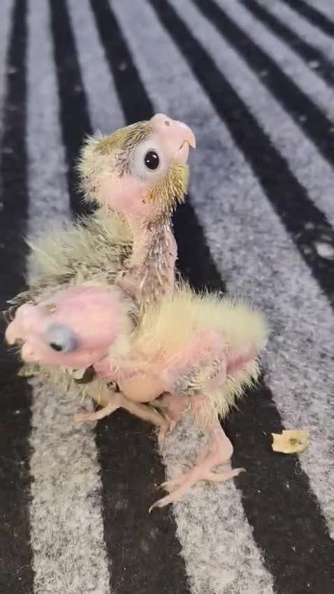 Cockatiel | Albino at a farm in Delhi