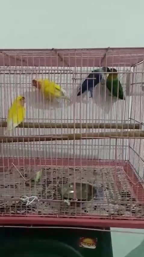 African Love Birds | Cobalt Blue at a farm in India