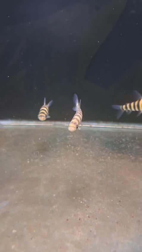 Fish at a farm in Maharashtra
