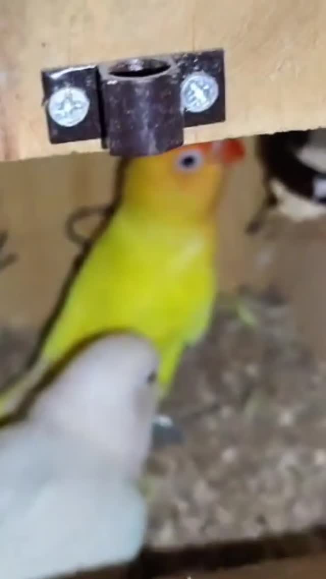 African Love Birds | Yellow & Orange at a farm in Hyderabad, Telangana