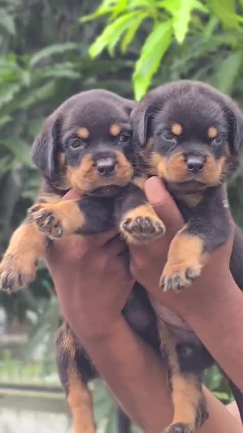 Rottweiler Puppy at a farm in Kozhikode, Kerala