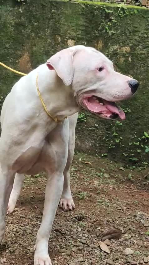 American Bully Standard Size Puppy at a farm in Kozhikode, Kerala