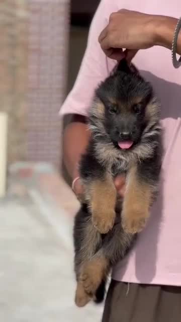 German Shepherd Puppy | Pure White at a farm in Punjab