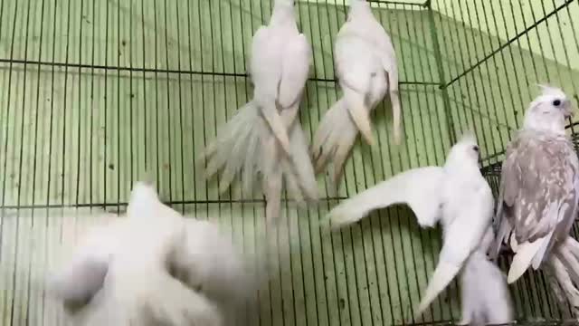 Cockatiel | Albino at a farm in Delhi