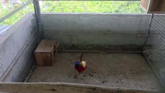 Golden Pheasant, farm video