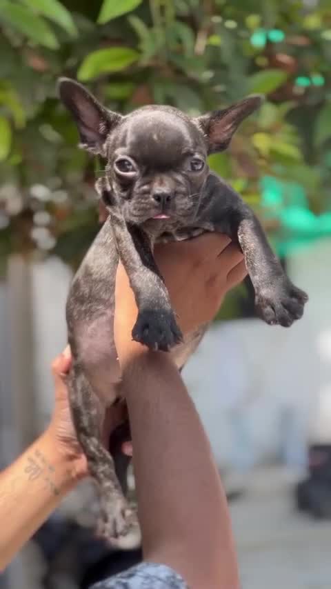 French Bulldog Puppy | Blue at a farm in Sangrur, Punjab