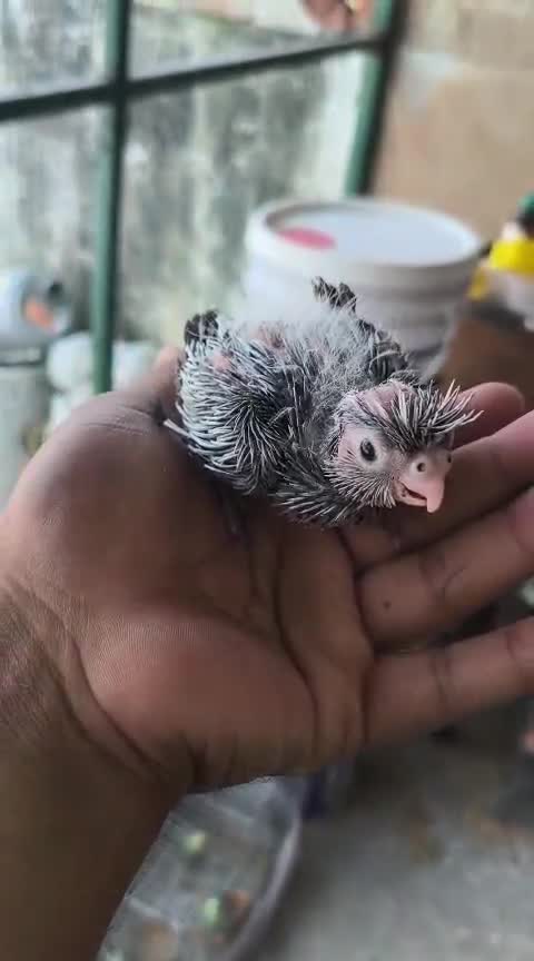 Cockatiel | Lutino at a farm in Bijnor, Uttar Pradesh