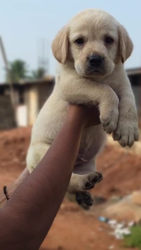 Beagle Black & Tan Puppy at a farm in Bengaluru, Karnataka