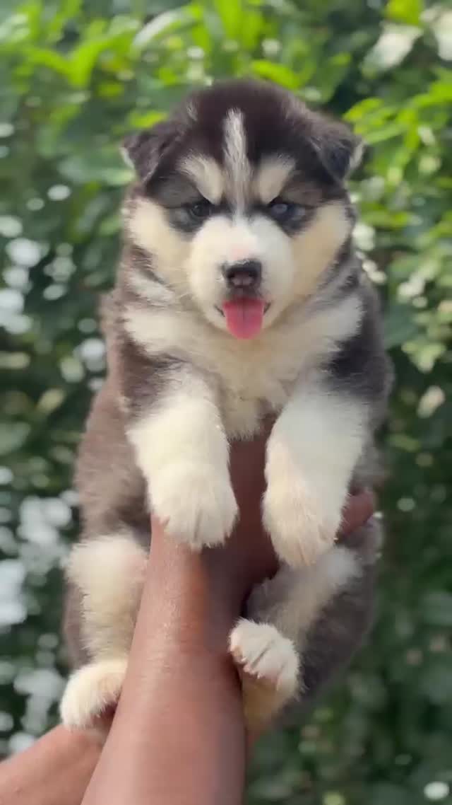 Siberian Husky Puppy | Black & White Color at a farm in Chennai, Tamil Nadu