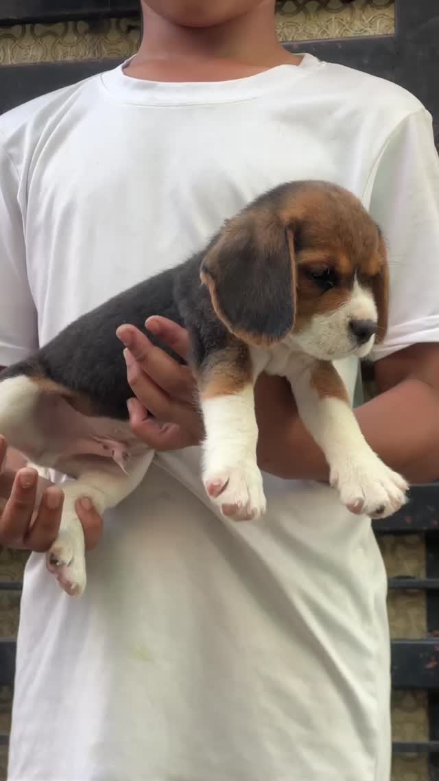 Beagle Black & Tan Puppy at a farm in Fatehgarh Sahib, Punjab