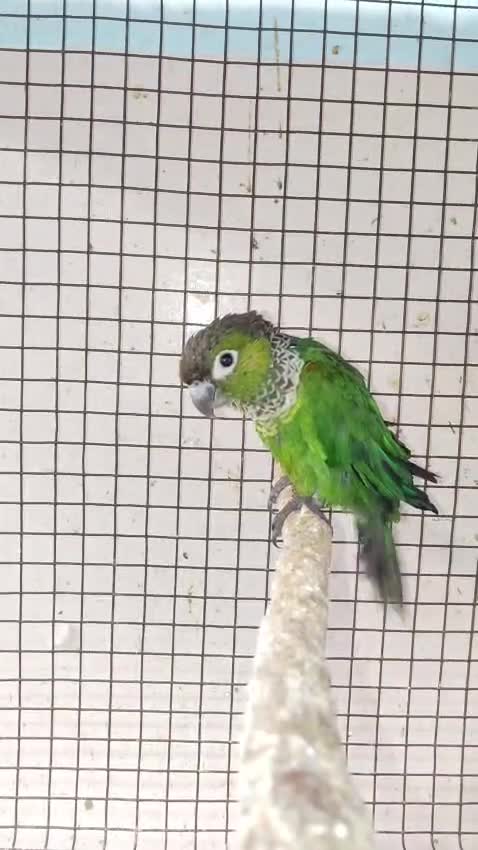 Black Capped Conure at a farm in Coimbatore, Tamil Nadu