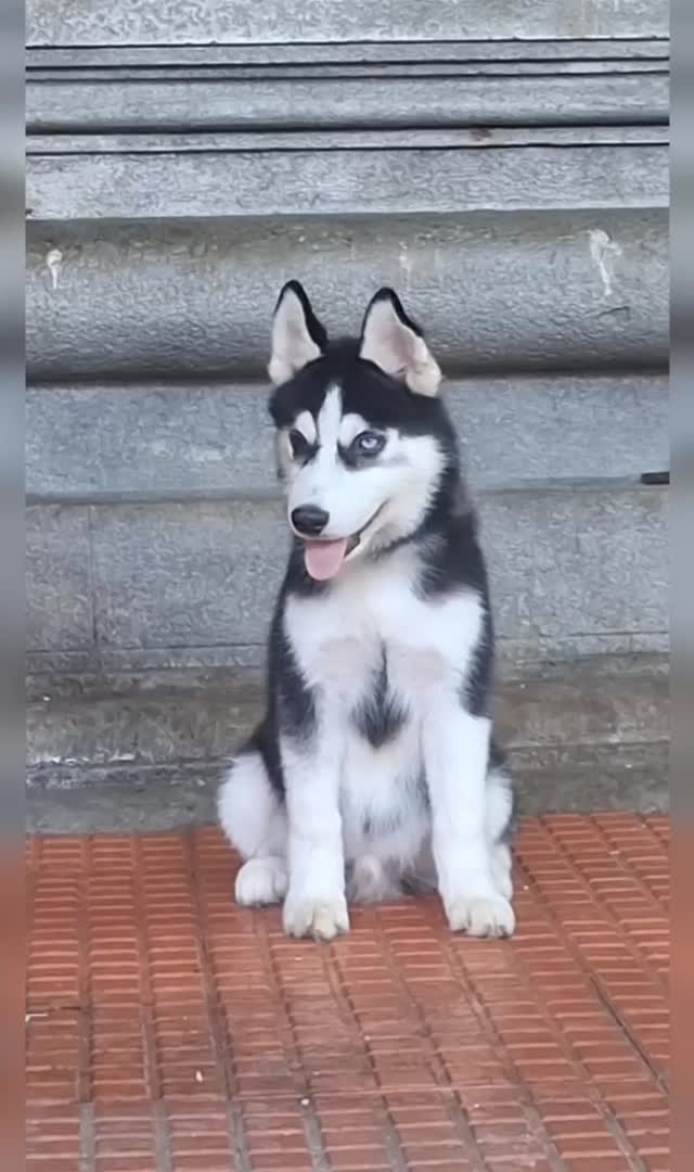Siberian Husky Puppy | Copper & White Color at a farm in Kozhikode, Kerala