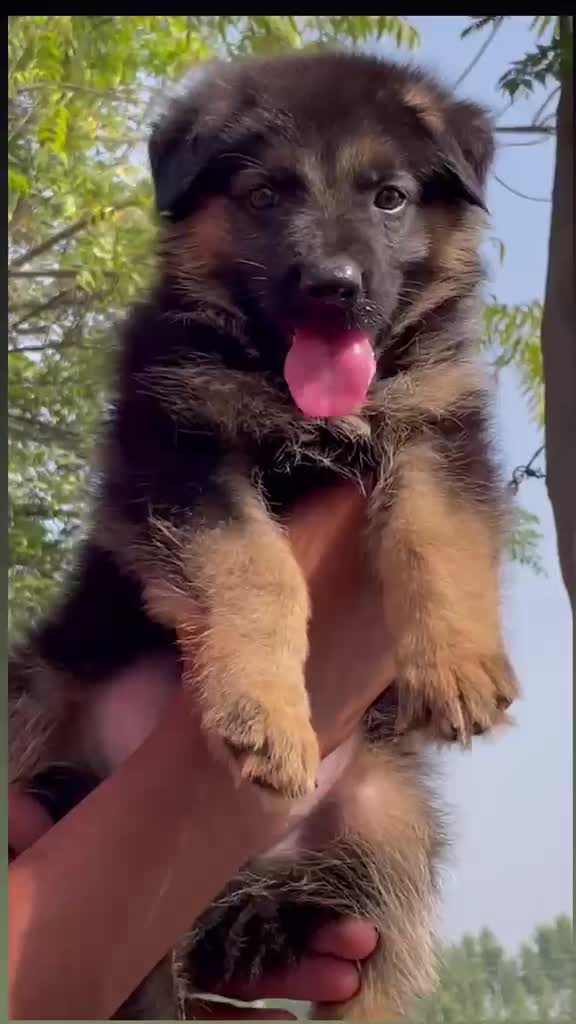 German Shepherd Puppy | Pure White at a farm in Ambala, Haryana