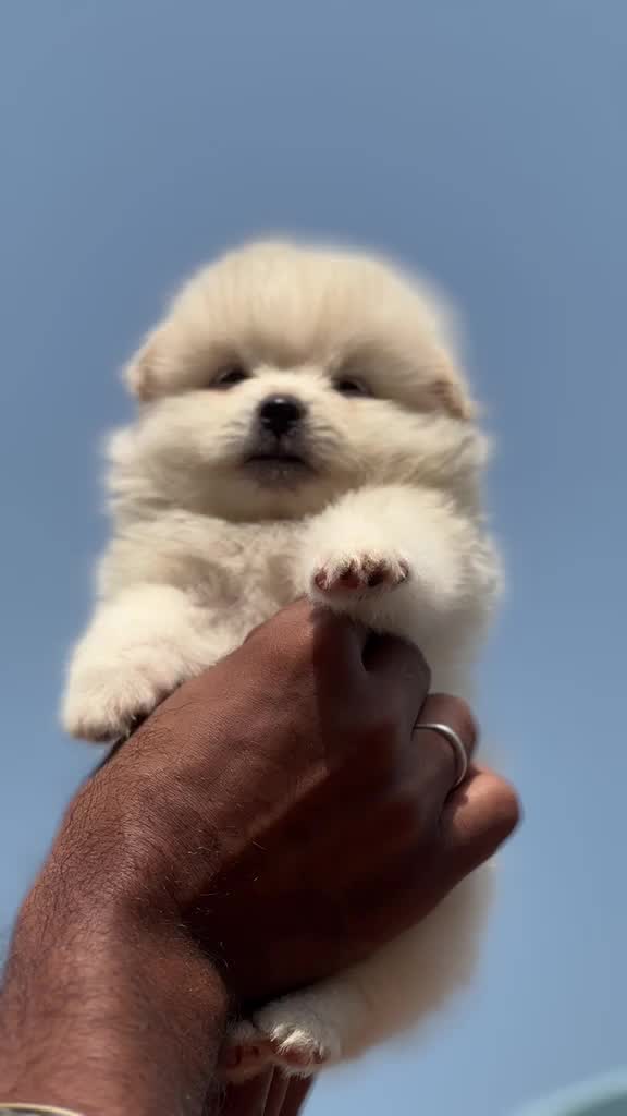 Pomeranian Puppy at a farm in Ambala, Haryana