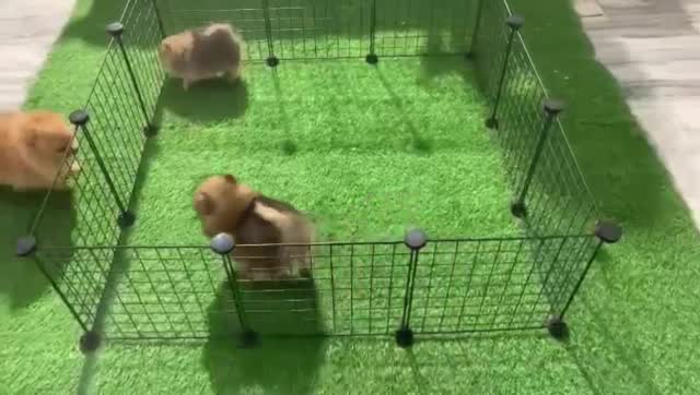 Pomeranian Puppy at a farm in Ambala, Haryana