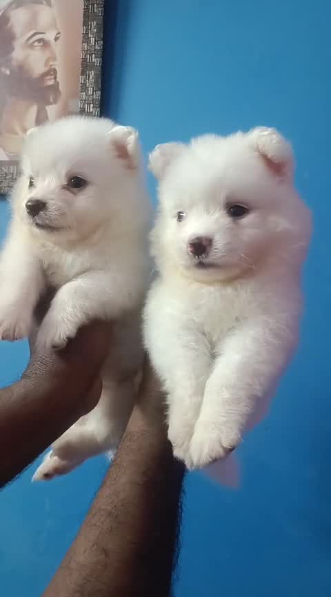 Pomeranian Puppy at a farm in Karnataka