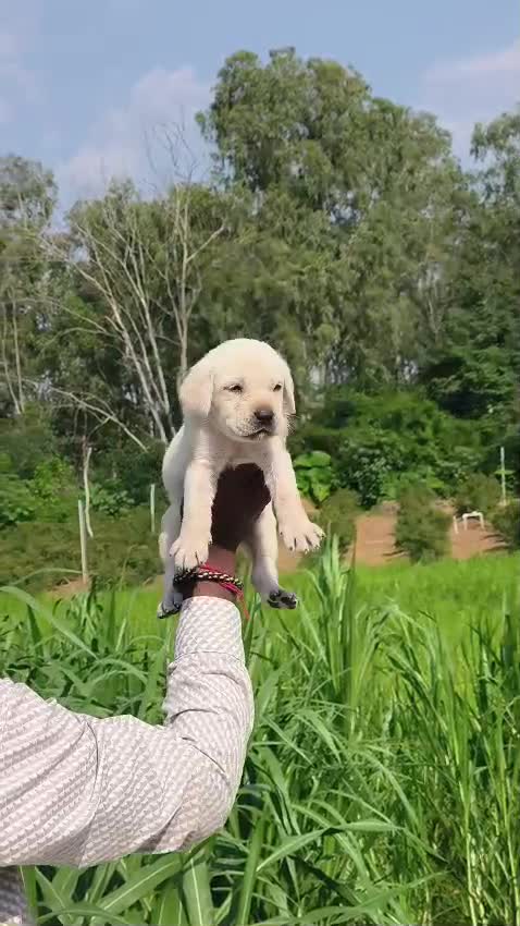 Beagle Black & Tan Puppy at a farm in Karnataka