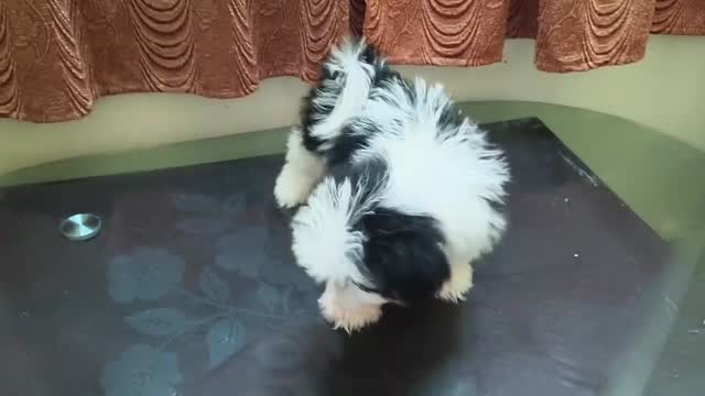 Shih Tzu | Black Color at a farm in Kodungallur, Kerala