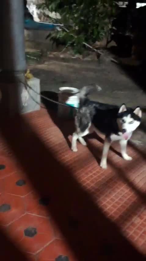Siberian Husky Puppy | Copper & White Color at a farm in Kodungallur, Kerala