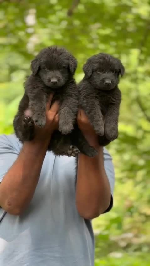 German Shepherd Puppy | Z Black at a farm in Kodungallur, Kerala